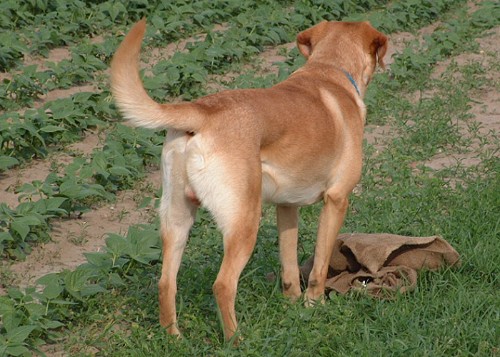 Tierheimhund Randy Ein Hund stellt sich vor
